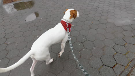 Vista-En-Primera-Persona-De-Un-Dueño-Paseando-A-Un-Perro