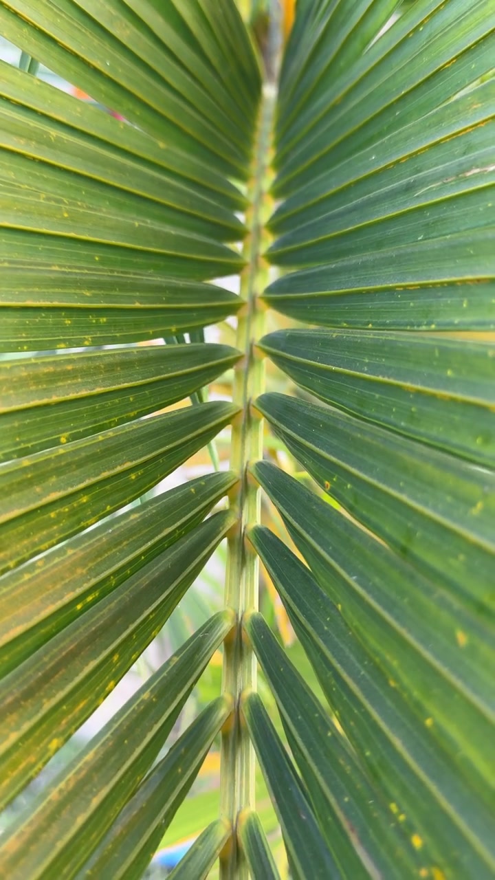 Close-up of Vibrant Green Palm Leaf Frond