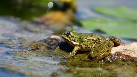 wild green frog moving on rock in pond during sunny day outdoors,close up