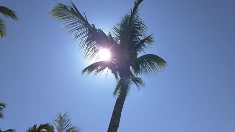 Palmera-Contra-El-Sol-En-El-Fondo-Del-Cielo-Azul