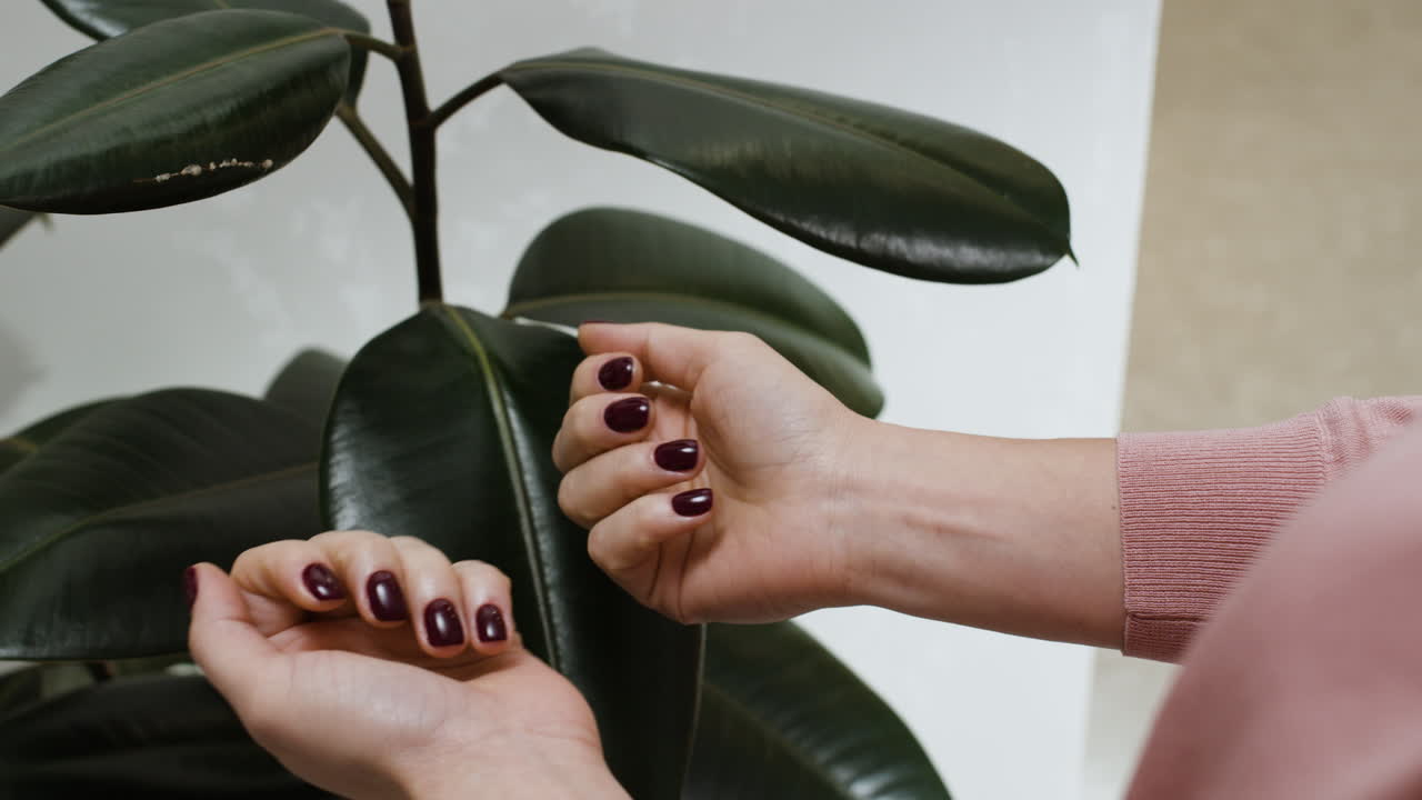 Woman's hands touching a fiddle leaf fig plant
