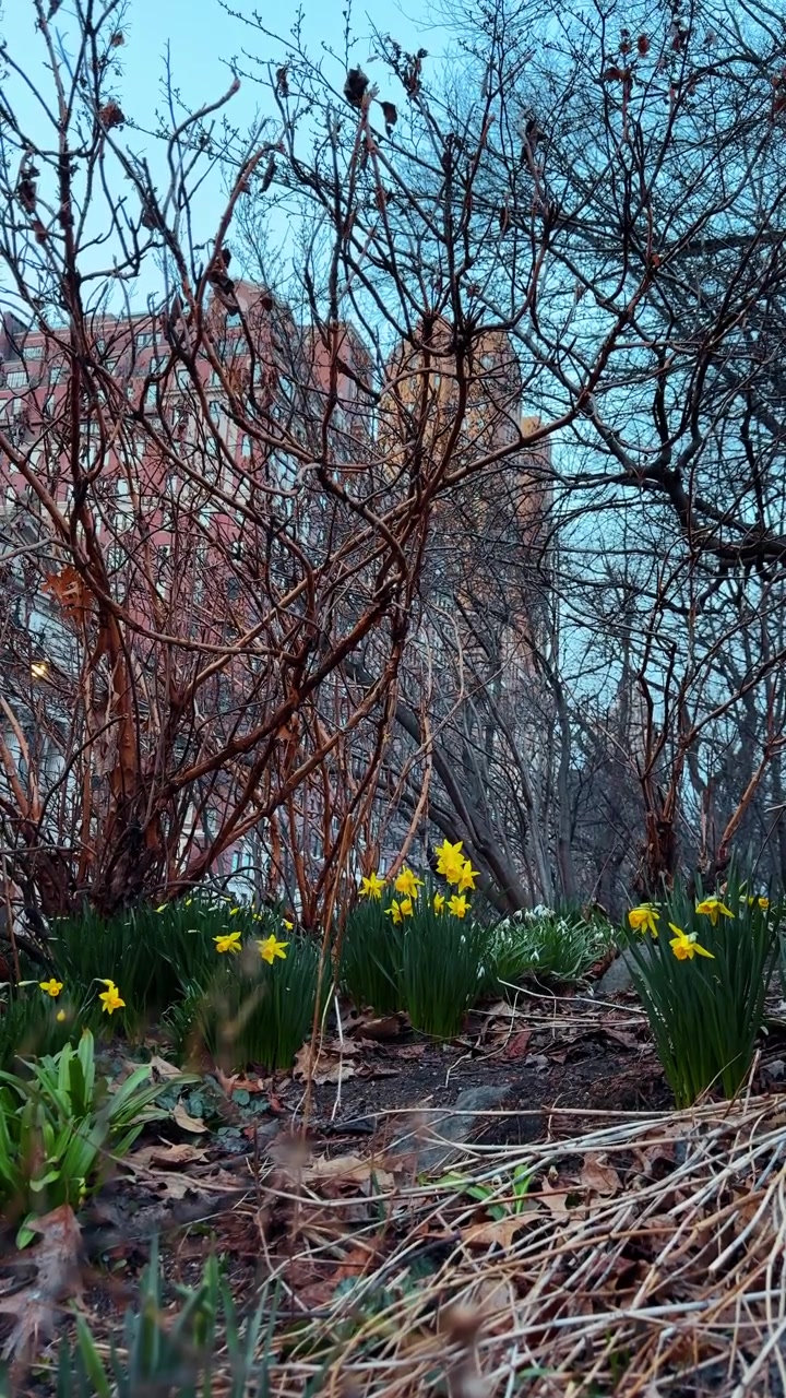 Yellow daffodils blooming in park with urban buildings background. Close up of spring daffodils in Central Park with bare trees and residential brick buildings in distance.
