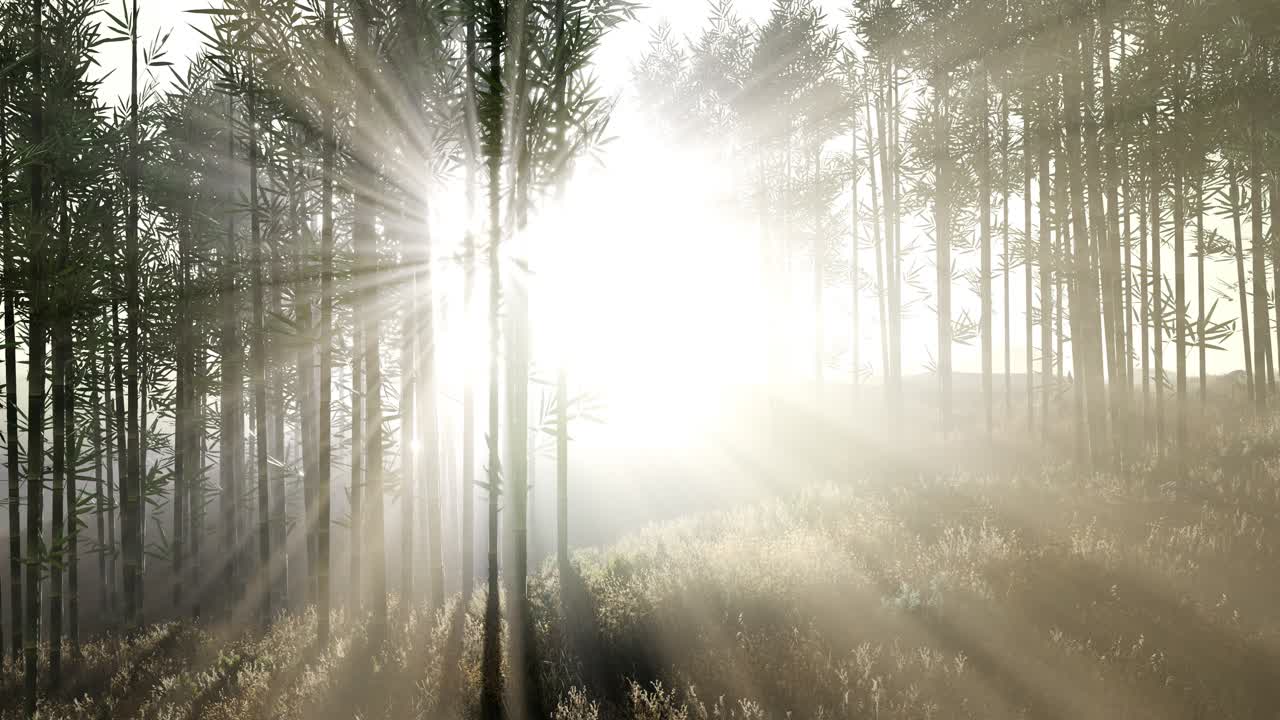 언덕 에 있는 초록색 대나무 숲