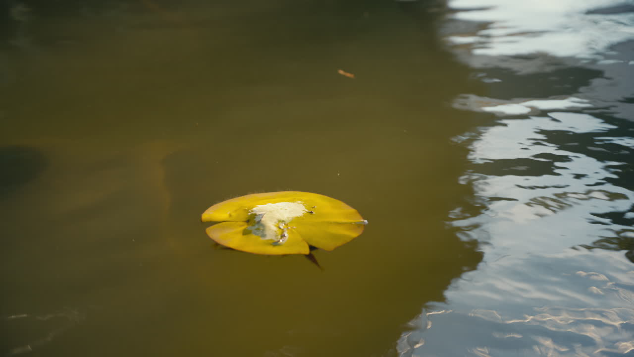 Minimalist close-up of a lone lily pad drifting on still pond water, soft reflections and muted green tones creating a peaceful, meditative mood