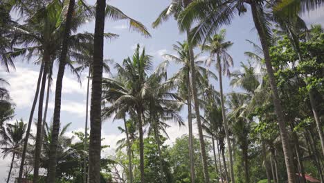 una vista tropical de una plantación de palmeras en bali, indonesia