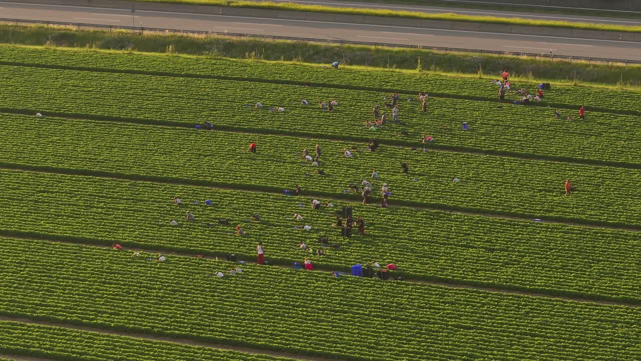 Drone fly crop field with farmers working, outskirts of Europe, road with car traffic during the day