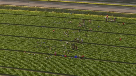 drone fly crop field with farmers working, outskirts of europe, road with car traffic during the day