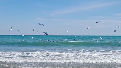 Pelicans diving for fish, with many seagulls flying about.