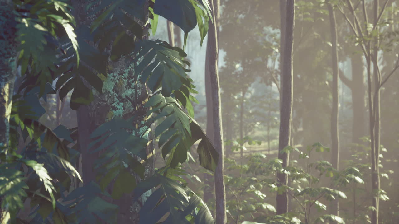 Misty forest landscape showcasing lush greenery and tall trees at dawn