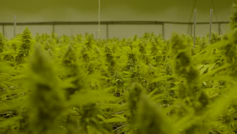 Cannabispflanzen-In-Professioneller-Und-Legaler-Gärtnerei