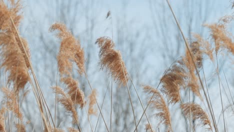 beautiful grass long grass with stock on the top swaying in the spring breeze with blue skies and small trees in the back ground