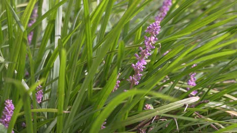 Blühende-Lila-Liriope-Muscari-Im-Garten-An-Einem-Sonnigen-Tag