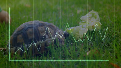 tortoise crawling over grassy lawn while nibbling lettuce, showing translucent grid with neon chart