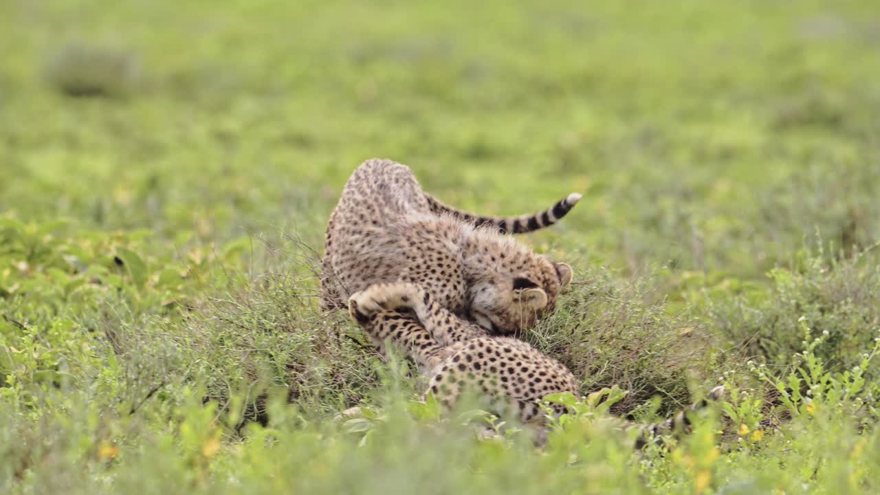 chicos de guepardo en cámara lenta jugando en el serengeti tanzania en áfrica, lindos bebés de guepardos en el parque nacional del serengeti en la vida silvestre africana en safari
