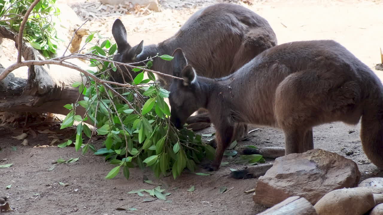 Zoom-out on Kangaroos Eating in Australian Zoo