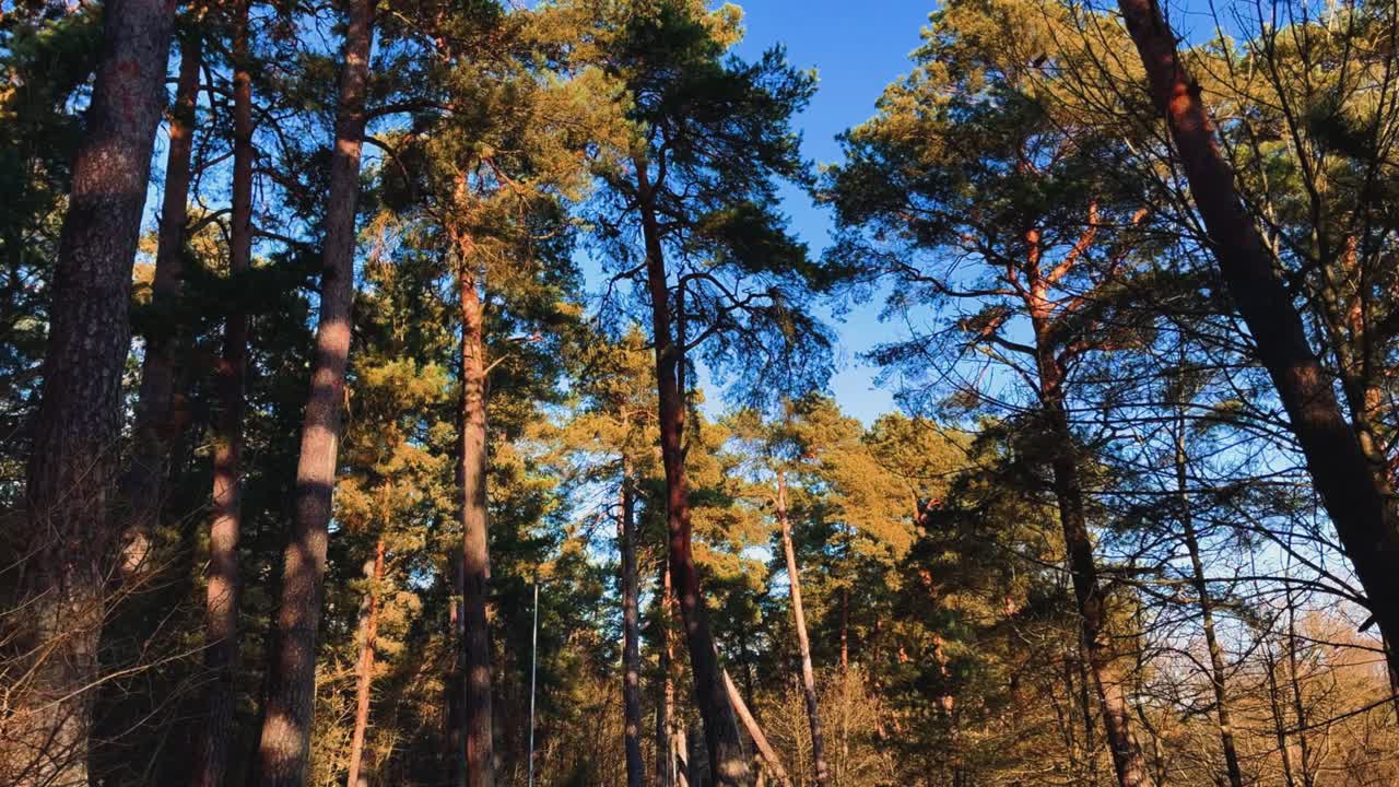 Scenic low angle view of long pine trees in the forest under blue sky on a sunny summers day