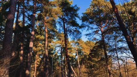 scenic low angle view of long pine trees in the forest under blue sky on a sunny summers day