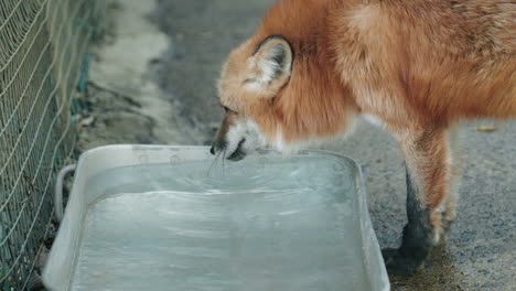 macro de un zorro rojo japonés bebiendo agua en un recipiente de metal en la aldea de zao fox en miyagi, japón