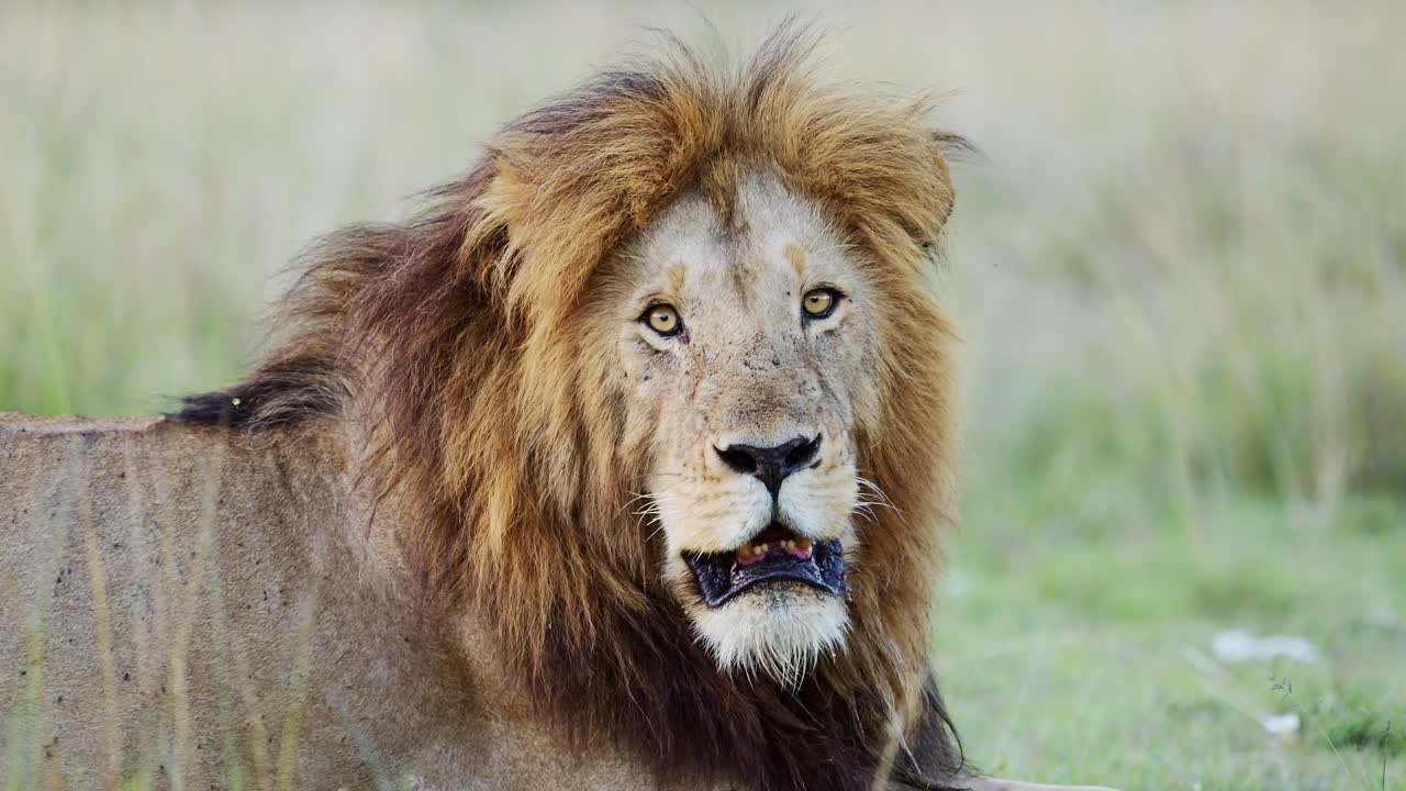 cámara lenta de la vida silvestre africana retrato de león macho en la reserva nacional de masai mara, vida silvestre africana retrato en primer plano en kenia, áfrica animal de safari en masai mara, uno de los cinco grandes gatos