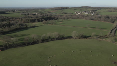 Bucolic-English-countryside-with-green-pastures-and-white-sheep