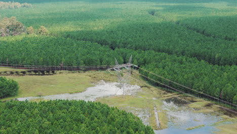 high-voltage tower standing tall amidst a pine plantation in northeastern argentina