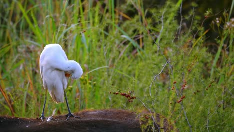 garceta blanca en la parte posterior de un búfalo y casi perdiendo el equilibrio