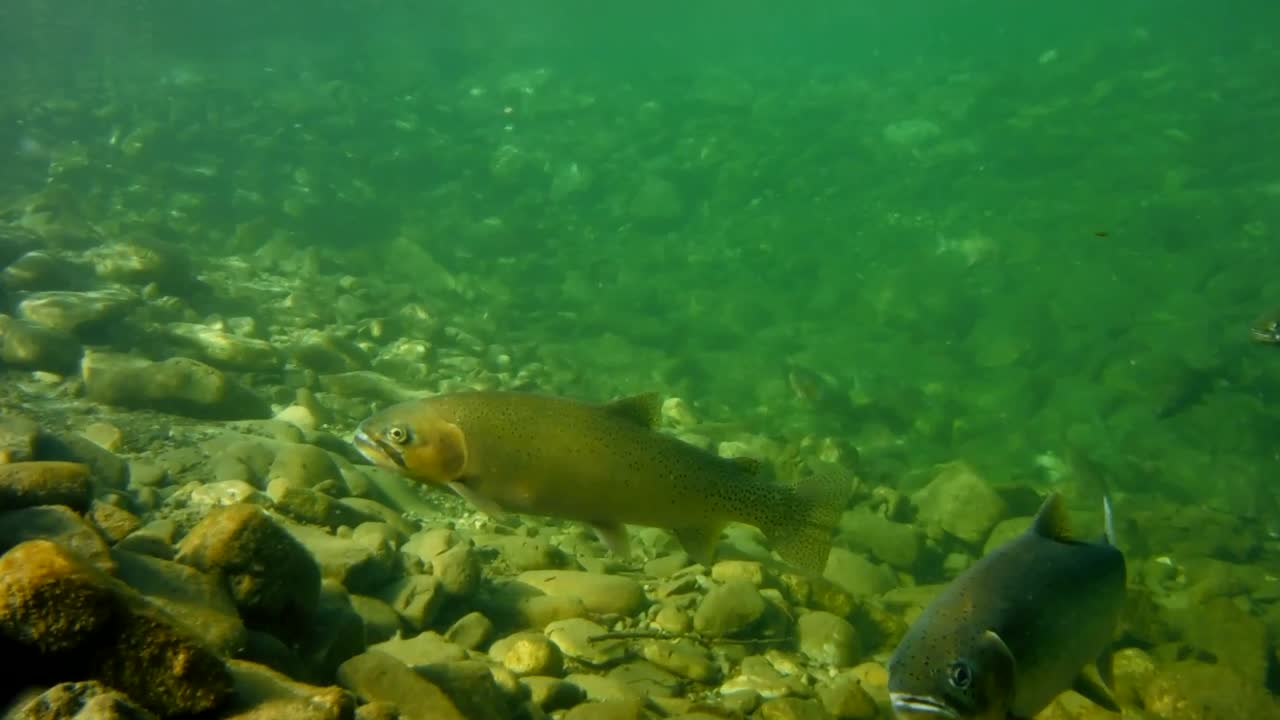 Underwater View of a Cutthroat Trout Feeding on a Nymph