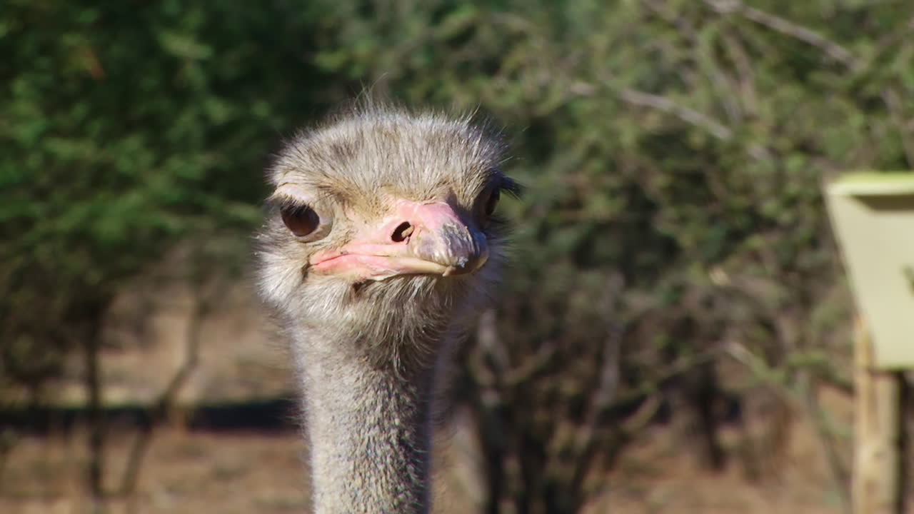 Face Of An Emu Bird Looking Around. Close Up