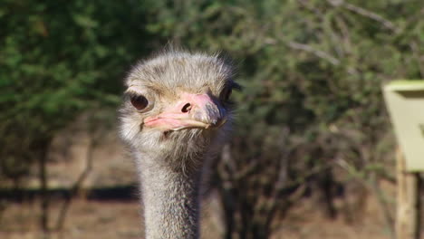 face of an emu bird looking around. close up