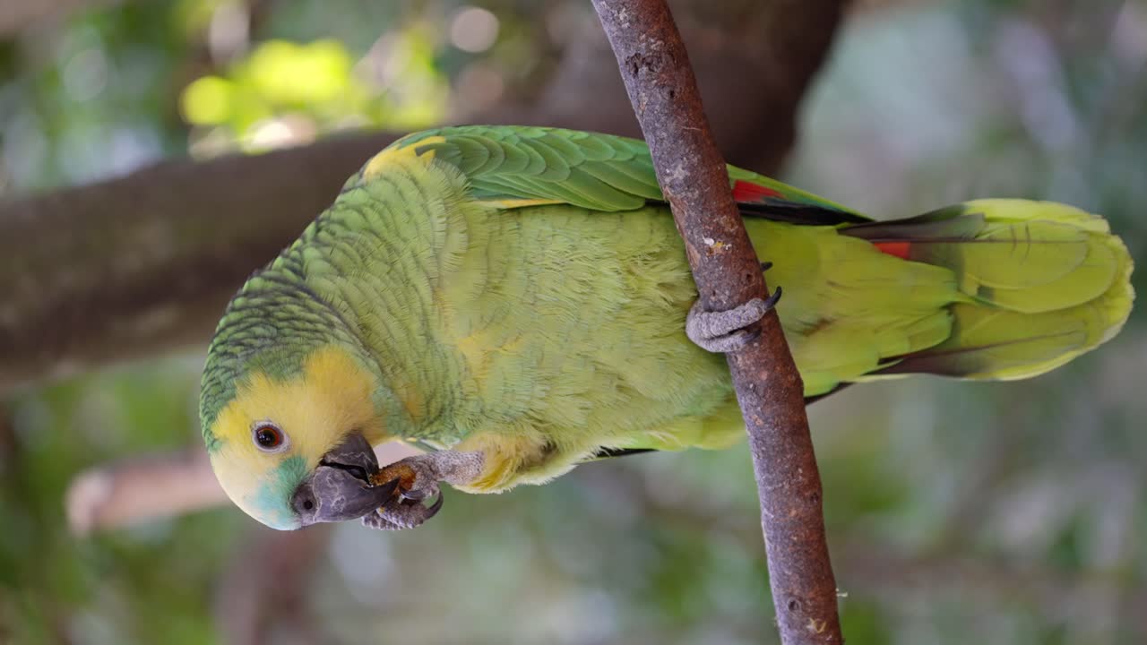 una amazona aestiva verde comiendo comida encaramada en un árbol en una rama