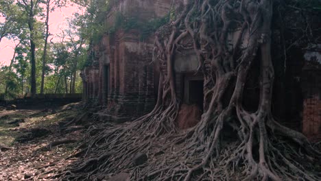 Roots-of-Angkor