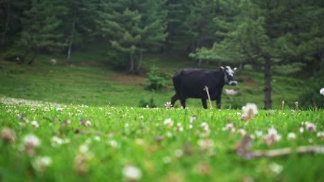 tiro de seguimiento de una vaca india negra a distancia en las montañas