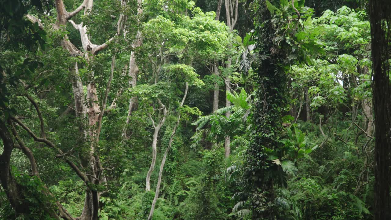 茂盛的熱帶雨林