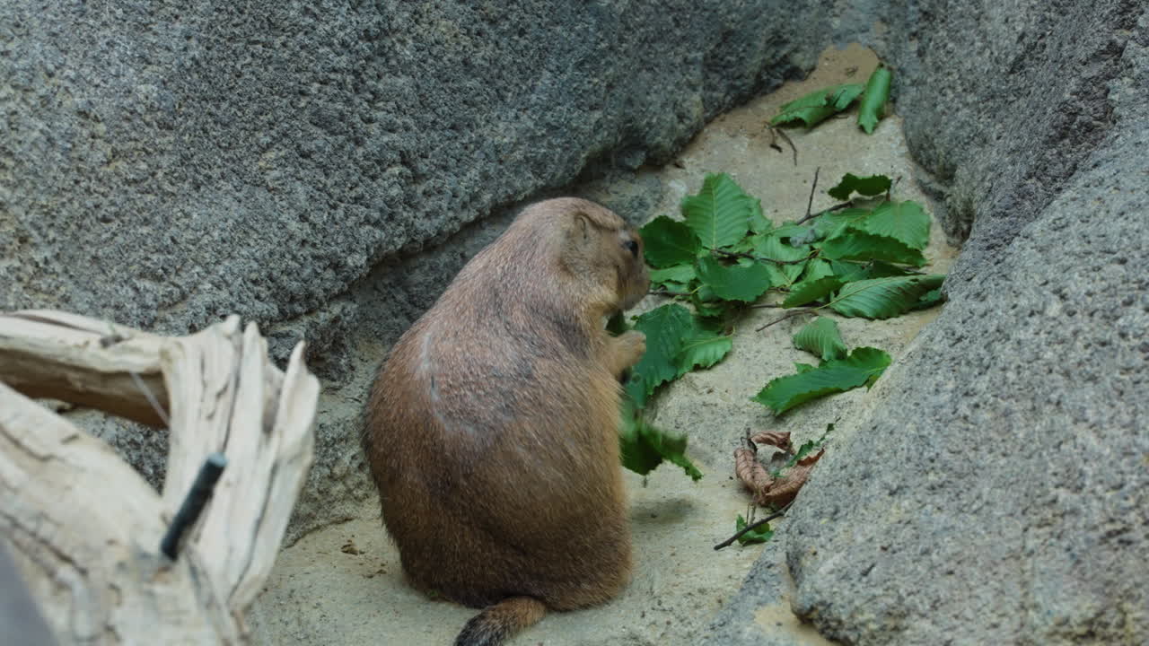 Prairie dog eating green leaf near rocky cliff, back view