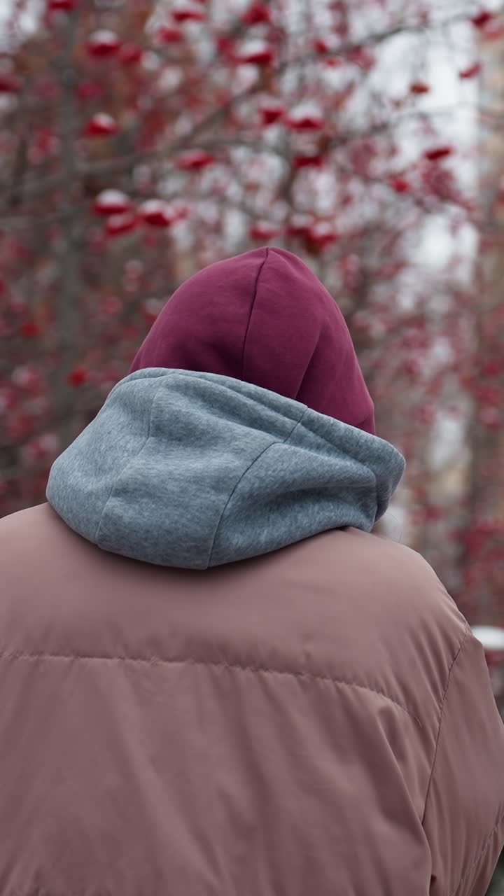 추운 겨울 공원에서 산책하는 사람의 뒷면, 따뜻함을 위해 베니를 조정하는 모습, 눈으로 인 땅, 은 열매가 있는 벌거벗은 나무, 그리고 흐릿한 배경