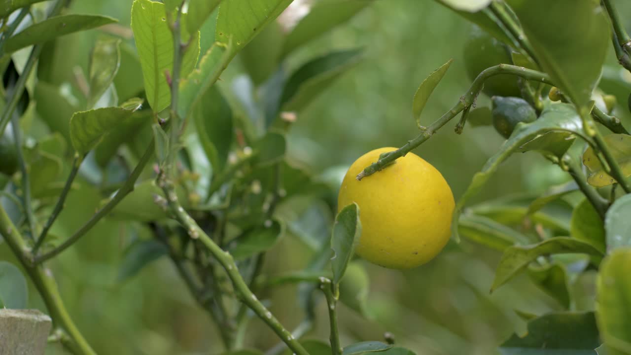 Detailed shot of a lemon tree in the foreground with a blurred background, and a close-up of a hand cutting a lemon from the tree