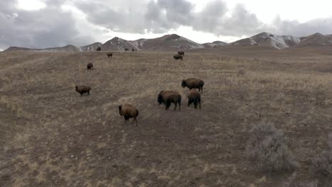 Bisonte-En-Las-Montañas-Antena-De-Cerca