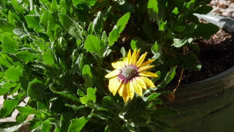 a small yellow flower and green plant leaves with water drops and morning dew in a garden