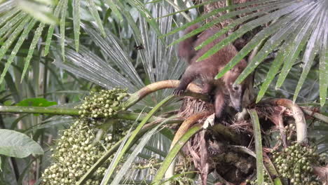 Coati-on-Tree,-Subtropical-Animal-in-Natural-Habitat