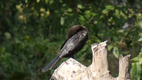 cormorant  chilling on lake mp4