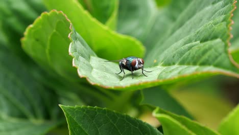 Nahaufnahme-Einer-Blauen-Stubenfliege,-Die-Draußen-Auf-Einem-Grünen-Blatt-In-Der-Natur-Sitzt,-Detailaufnahme