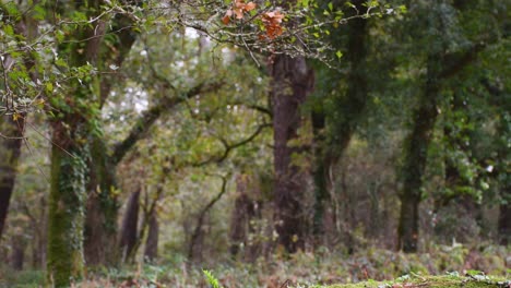 Tilt-up-shot-of-green-moss-in-natural-forest-with-leaves-and-trees