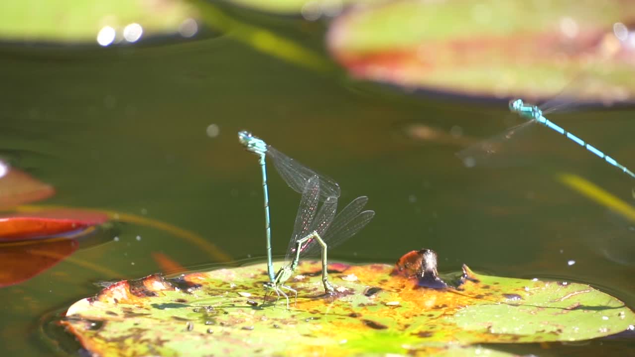 번식기 동안 물잎에 잠자리 짝짓기 한 쌍, 클로즈업