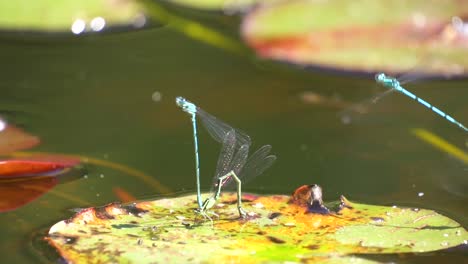 a pair of mating dragonflies on the water leaf during breeding season,closeup