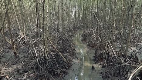 Bosque-De-Manglares-O-Bosque-Pantanoso-En-La-Bahía-De-Khung-Kraben-De-Chanthaburi-De-Tailandia