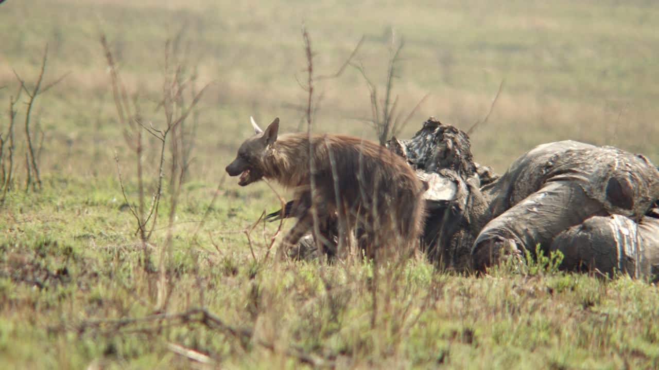 Una iena si allontana da una carcassa di elefante prima di tornare a strappare un pezzo di carne; a lei si unisce un corvo.