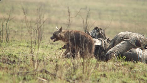 a hyena walks away from an elephant carcass before returning to tug at a piece of meat, he is joined by a crow