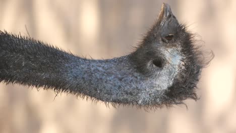 emu neck closeup