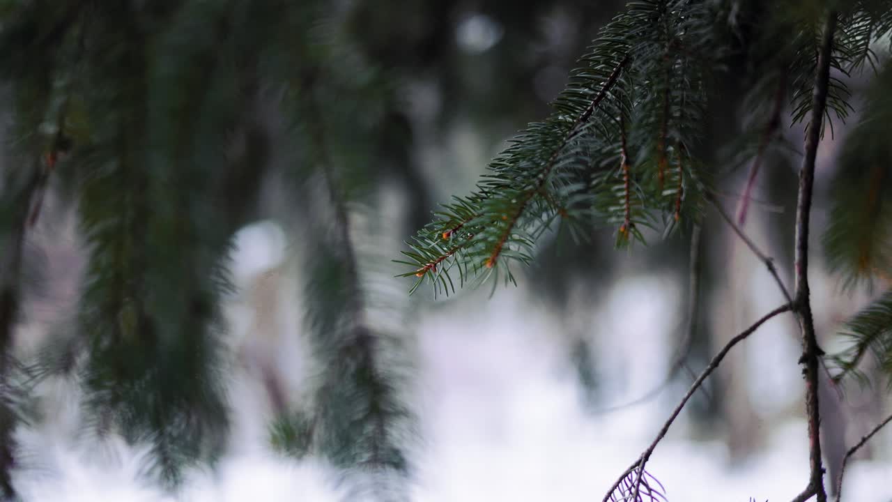 ветки сосны крупным планом