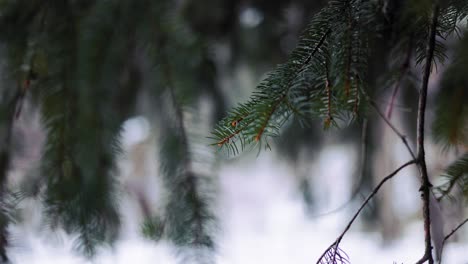 pine branches close up view